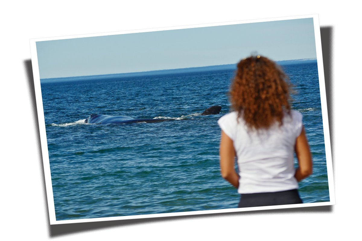 Turista-avistando-as-baleias