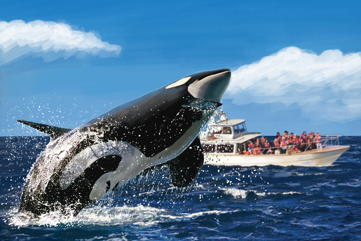 abertura-boa-viagem-baleia-orca-abertura-2