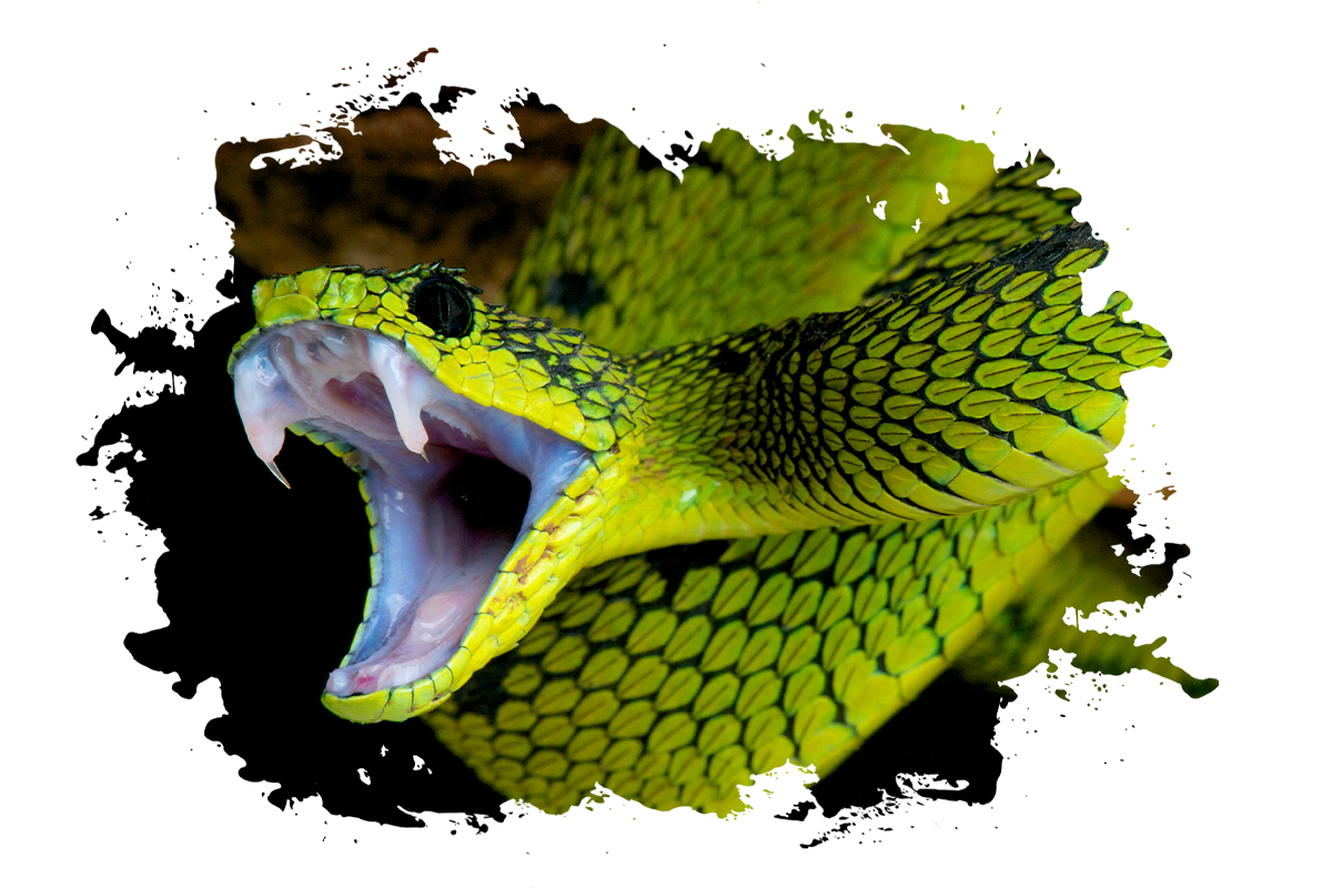 Desenho de cobra, cobra, azul, animais, cor png