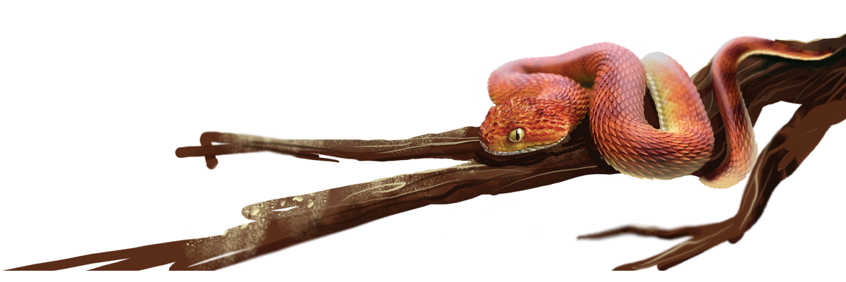 Ilustrativa-cobra-víbora-muito-animal-215-3