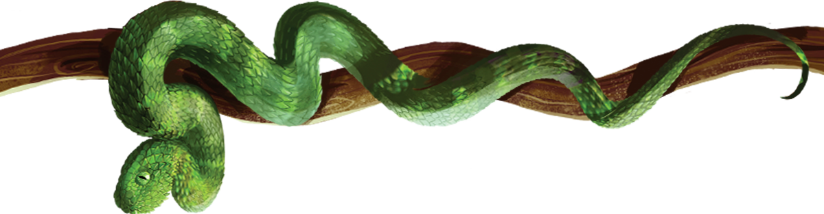 Ilustrativa-cobra-víbora-muito-animal-215-4