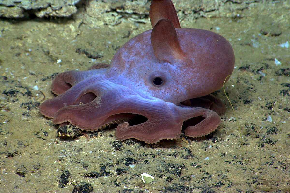 Nosso amigo passeando no seu habitat